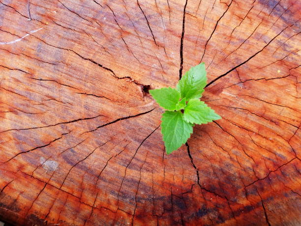 istock Plant growing through of trunk of tree stump 1135514445