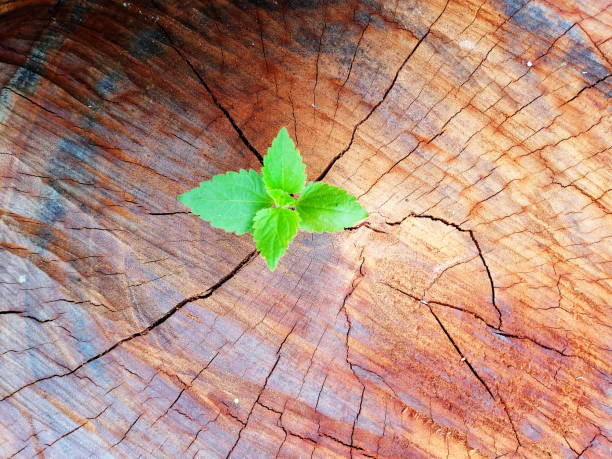 istock Plant growing through of trunk of tree stump 1135514454