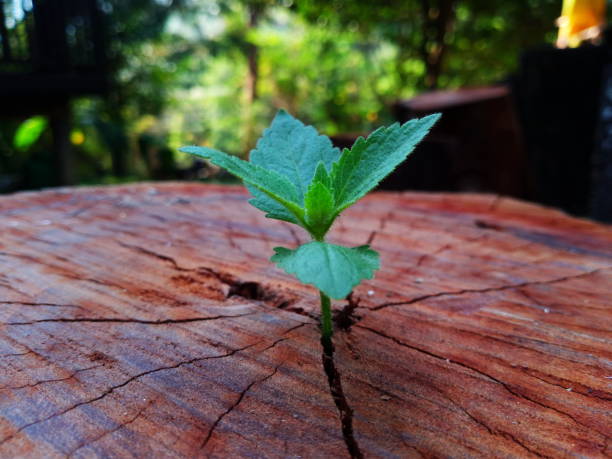 Plant growing through of trunk of tree stump