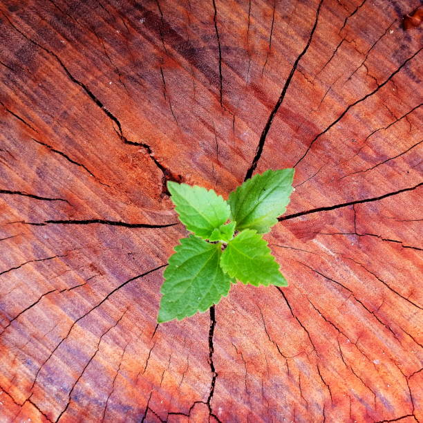 istock Plant growing through of trunk of tree stump 1135514476
