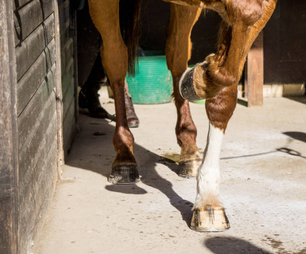 horse pawing the ground - legs only