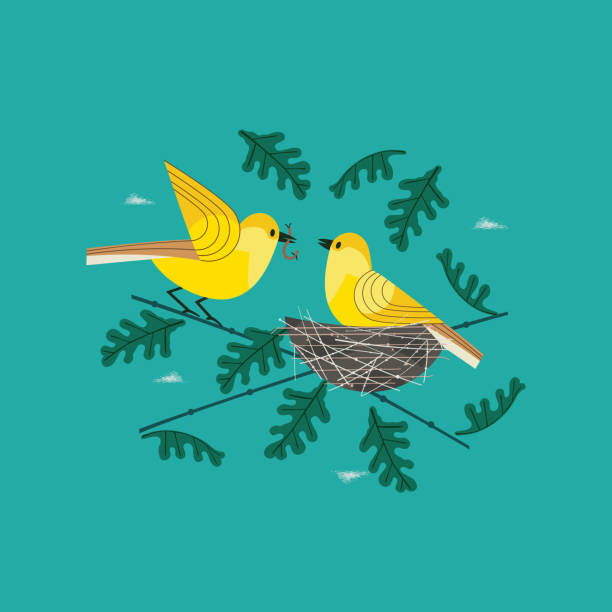 Hand drawn birds in nest icon Cute birds couple in nest icon. Hand drawn cartoon. Minimal simple design. Male bird is feeding by worm female sitting on eggs in straw nest on tree branch. Vector birdwatching background illustration clip art nest stock illustrations
