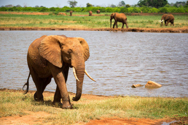 un gran elefante rojo está caminando en el banco de un agujero de agua - south africa addo animal elephant fotografías e imágenes de stock