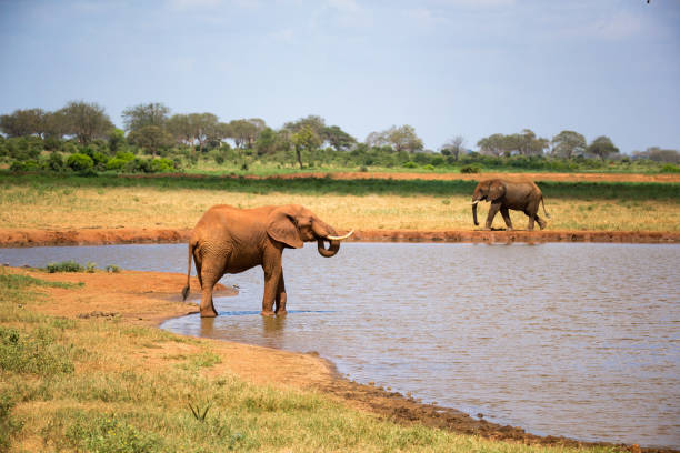 istock A red elephant drinks water from a water hole 1135515707