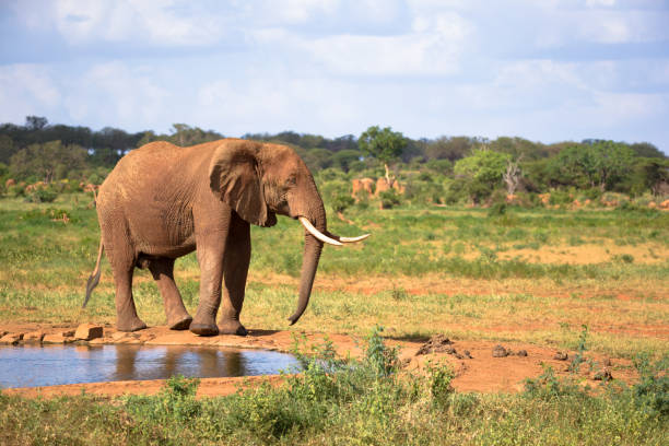 un gran elefante rojo está caminando en el banco de un agujero de agua - south africa addo animal elephant fotografías e imágenes de stock