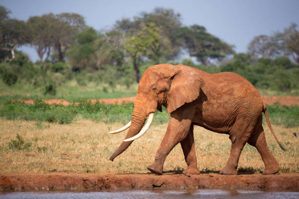 un gran elefante rojo está caminando en el banco de un agujero de agua - south africa addo animal elephant fotografías e imágenes de stock