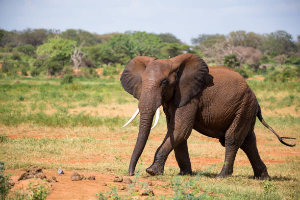 istock Elephants walk in the savannah between the plants 1135516336