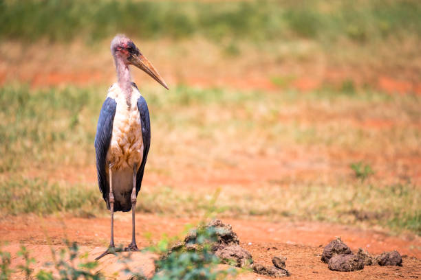 istock A marabou bird in the savanna with red soil 1135517302