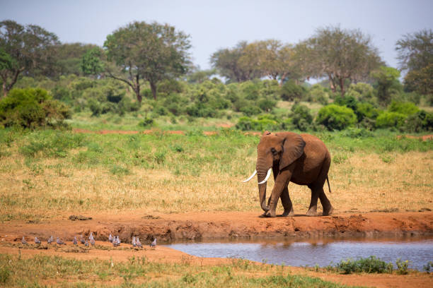 un gran elefante rojo está caminando en el banco de un agujero de agua - south africa addo animal elephant fotografías e imágenes de stock