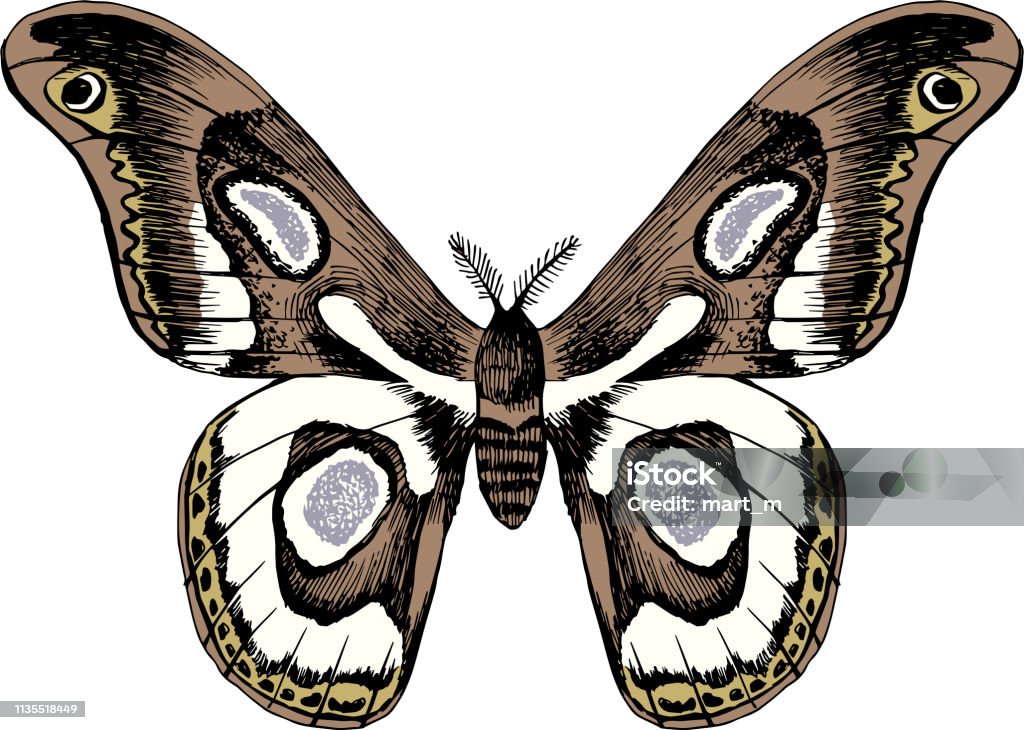 Hand Drawn Black And White Butterfly Stock Illustration - Download