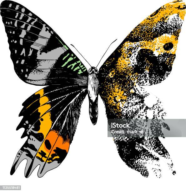 Butterfly Moth - 1177 Butterfly Moth - 1177