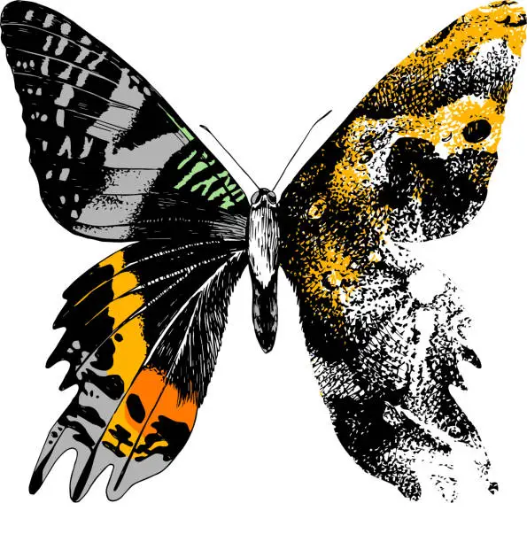 Vector illustration of Hand drawn stylized butterfly