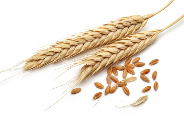 istock Bunch of wheat ears with wheat grains isolated 1135520305