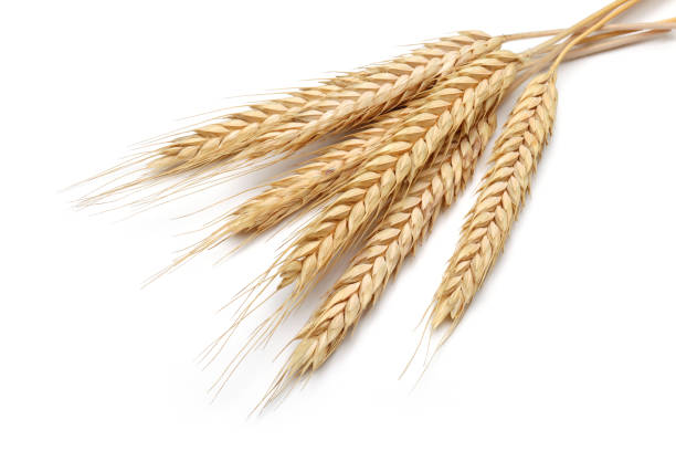 istock Bunch of wheat ears isolated on white 1135521216
