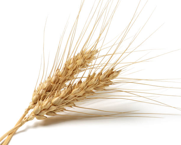 istock Bunch of wheat ears isolated on white 1135521342