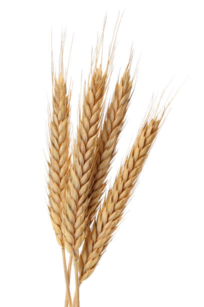 bunch of wheat ears isolated on white - objeto pontudo imagens e fotografias de stock