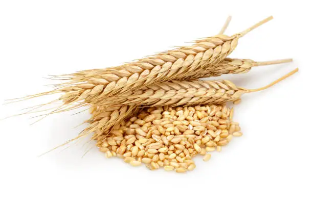 Photo of Bunch of wheat ears with wheat grains isolated