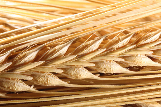 istock Background of yellow barley ears 1135522281