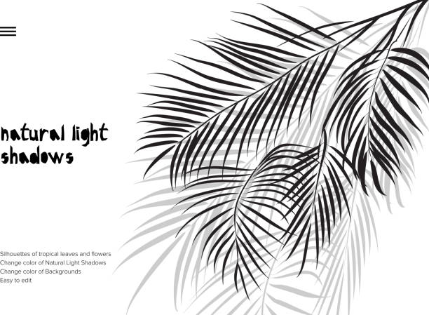 illustrazioni stock, clip art, cartoni animati e icone di tendenza di striscione astratto con foglie tropicali nere ombra isolata su sfondo bianco. modello di presentazione in stile vintage - arema