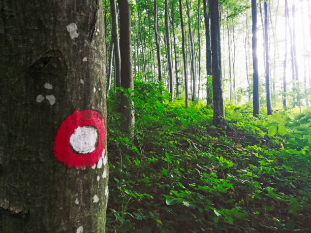 Hiking route in the woods with a way mark Trail blazing mark on the tree bark deep in the woods. Taken on mobile device. trailblazing stock pictures, royalty-free photos & images