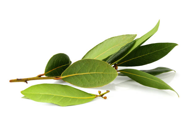 istock Branch of fresh Bay tree. 1135523881