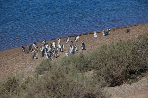 Magellan Penguins on the Valdes Peninsula in Argentina Magellan penguins on the Valdes Peninsula in Argentina punta tombo stock pictures, royalty-free photos & images