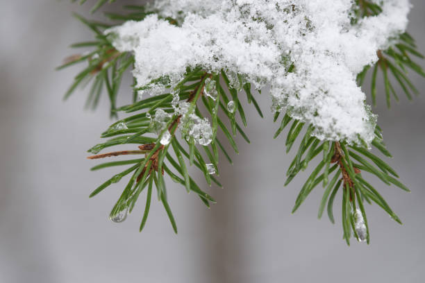 istock Melting of the snow in forest 1135525055
