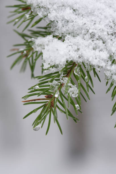 istock Melting of the snow in forest 1135525837