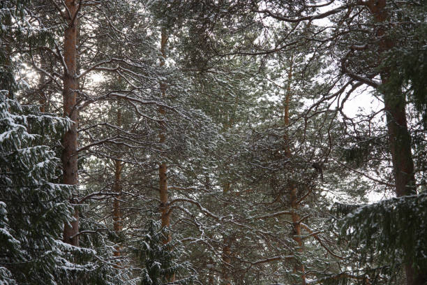 istock Melting of the snow in forest 1135525953