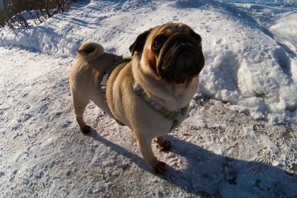 istock Dog walks in the winter. 1135525976