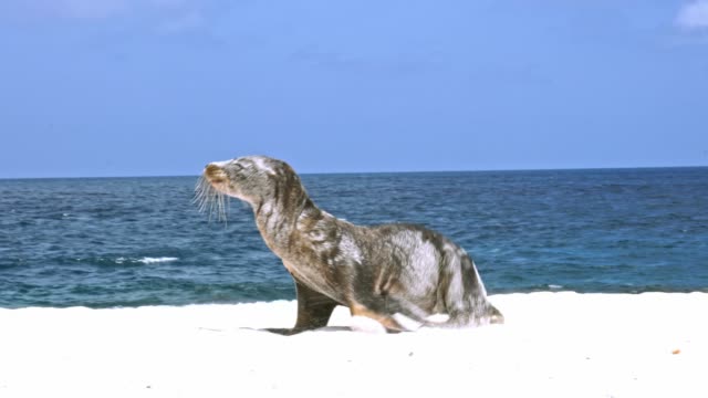 Sea lion in Galapagos
