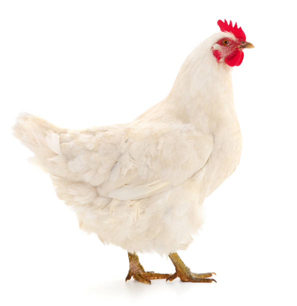 White hen isolated.