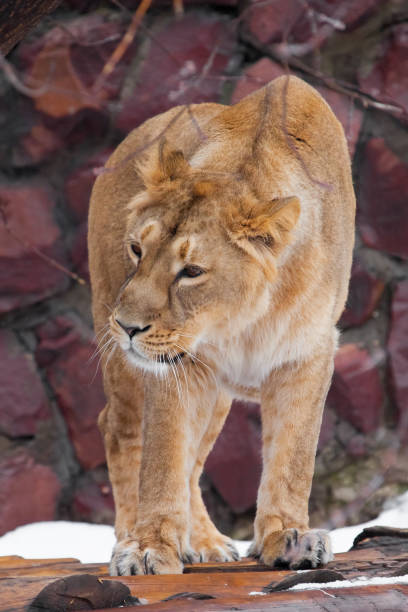 istock lioness is a large predatory cat sitting 1135526692