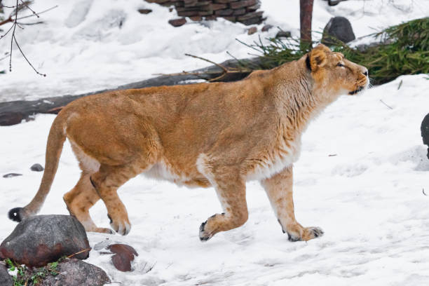 istock A slender Asian lioness walks in the snow 1135527408