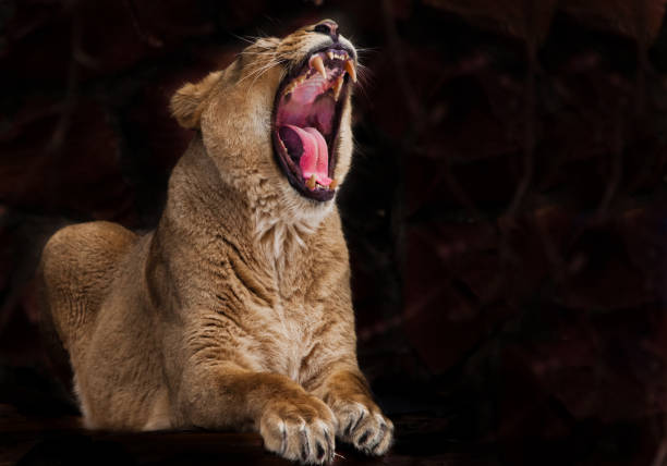 istock redatory lioness with a wide open red hungry voracious mouth 1135527438