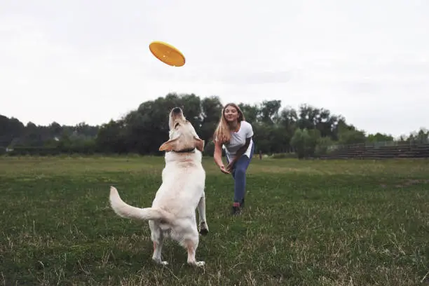 Young woman playing with her labrador in a park. She is throws the yellow frisbee disc. Dog tries to catch it.