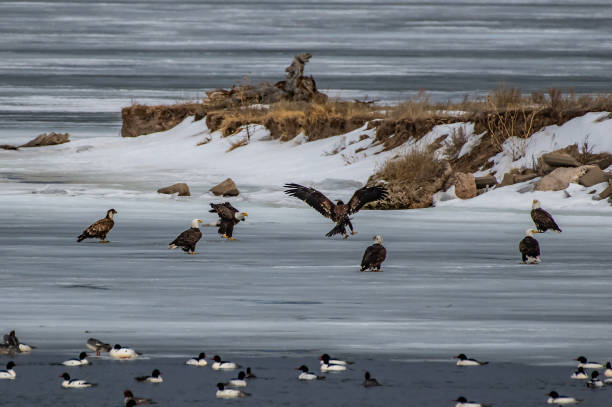 istock Bald Eagles and many bird varieties on lake 1135527866