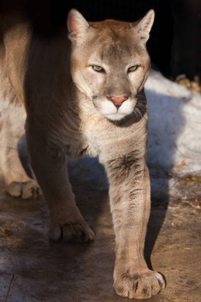 istock A sunlit cougar in close-up goes forward 1135527891