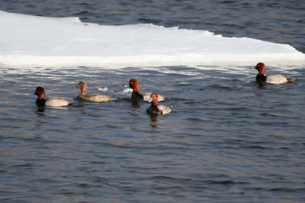 istock Bald Eagles and many bird varieties on lake 1135529394