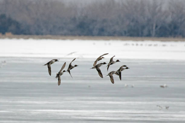 istock Bald Eagles and many bird varieties on lake 1135529464