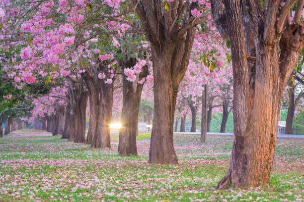 istock Pink trumpet flower blooming tunnel. 1135529471