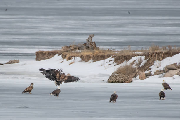 istock Bald Eagles and many bird varieties on lake 1135530787