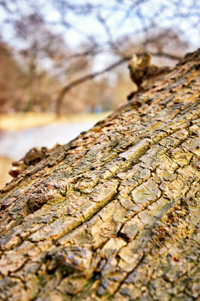 Tree trunk texture of tree bark with lake in the background.