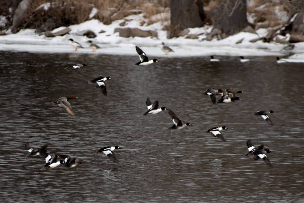 istock Bald Eagles and many bird varieties on lake 1135530894