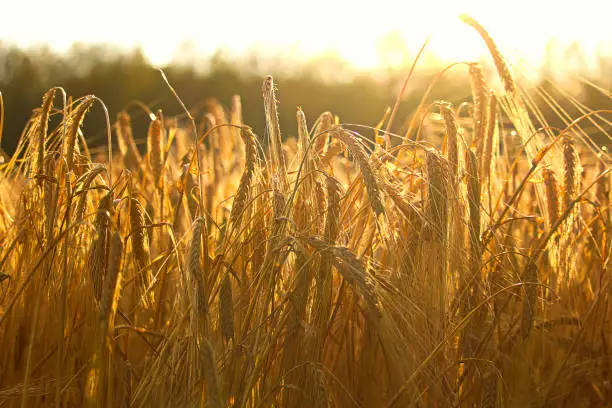 Photo of Side view of heavy barley heads bending highlighted by a sunset