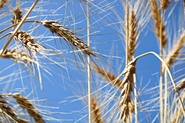istock View looking up at a blue sky through barley heads 1135531353