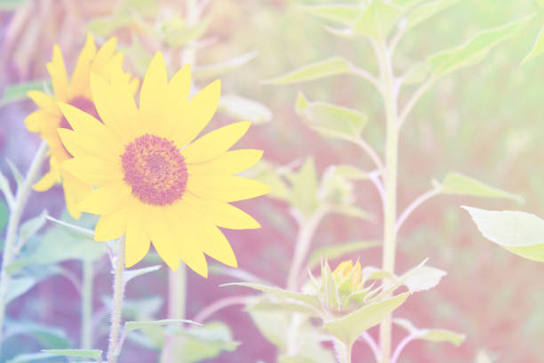 Free picture: Orange yellow pastel color sunflowers close-up