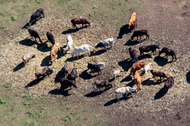 istock Aerial view of cattle 1135532335