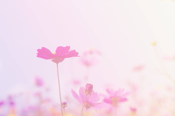 istock Cosmos beauty flowers 1135532339