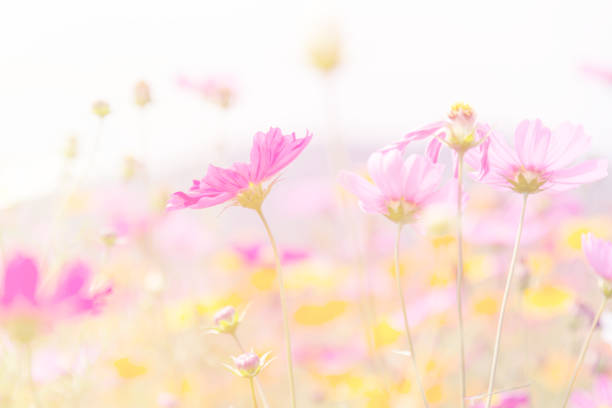 istock Cosmos beauty flowers 1135532344